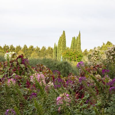 Grow a garden full of delights: Sensory gardening tips