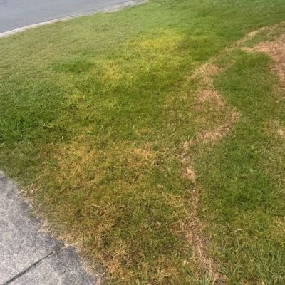 ‘We will be monitoring’: Renters baffled by email over ‘overgrown lawn’