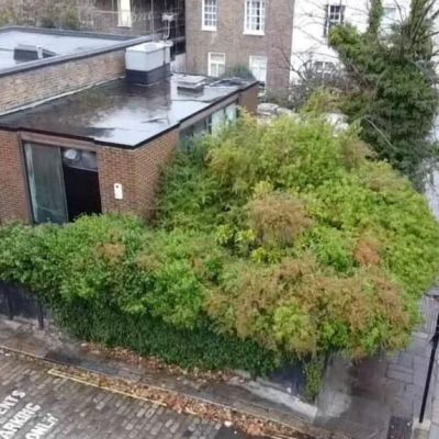 House buried under ‘jungle’ of weeds hits market for $1.8 million