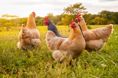 'We couldn't live without them': How our feathered friends are helping us through the pandemic