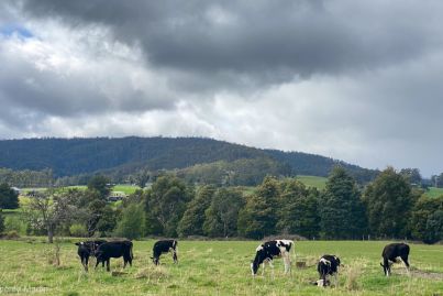 Australian farmland prices soar during COVID-19, report finds
