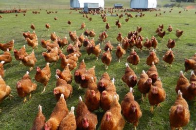 How this innovative free-range egg business hatched a winning formula