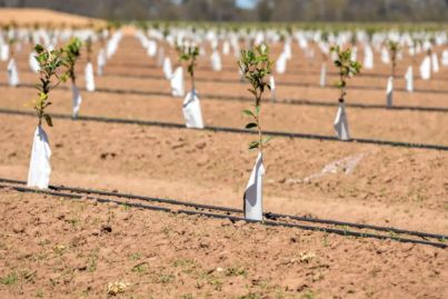 Blue chip farms worth more than $400m storm the market