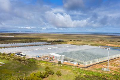 Major greenhouse farm in South Australia seeks $30 million to grow
