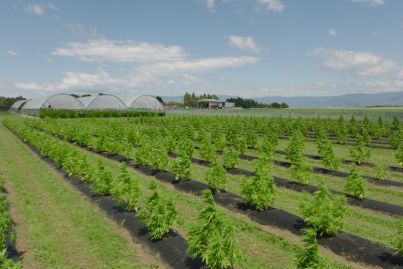 Medicinal cannabis farm listed for sale in Australian first