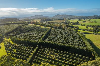 It's an 'avolanche'! NSW avocado farm hits the market with price tag of $6.5 million