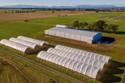 Teals' top donor Rob Keldoulis buys Tassie cannabis farm