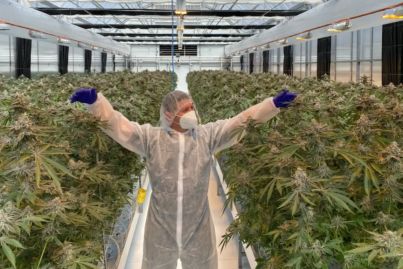 Move over coffee, medicinal cannabis' global revenue attracts backers