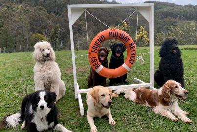 'Must love dogs': The ultimate pooch-friendly holiday park could be yours