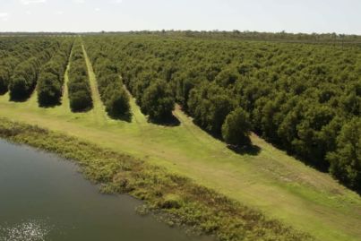 Canadians strike record deal for Bundaberg macadamia orchards