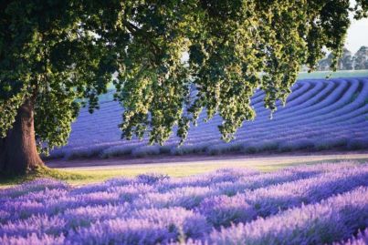 Iconic lavender farm hits the market: A premier agri-tourism investment opportunity