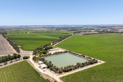 Two South Australian vineyards are now for sale
