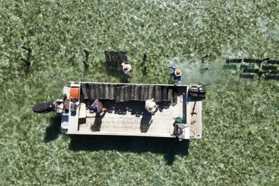 Oyster, prawn and rock lobster farms for sale right now in Australia