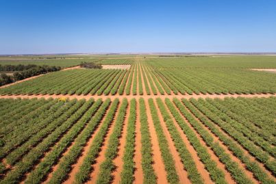 7 fruit and nut orchards ripe for the picking