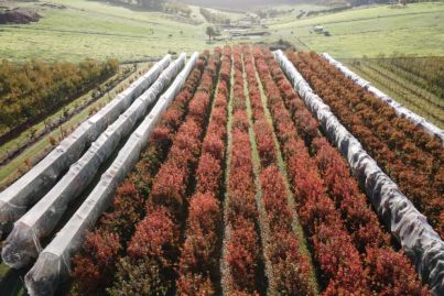 Tightly held Roleystone orchard sparks investor interest