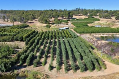 A juicy opportunity in the Perth Hills