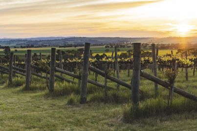 5 Australian vineyards (and a microbrewery) for sale right now