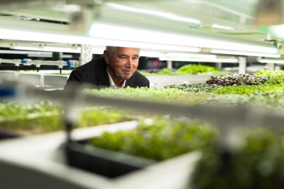 Australian hotels are turning disused basements and roofs into commercial farms