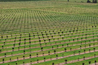 Inside the multimillion-dollar farming orchards on the Australian market