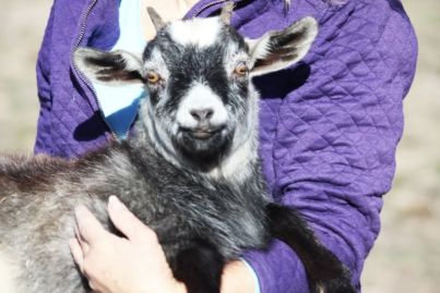 A G.O.A.T opportunity: This unique NSW petting zoo is up for sale
