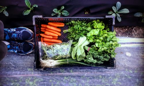 'Do you know where your lettuce comes from?' The urban farms popping up across Melbourne