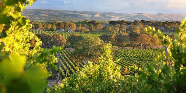Mclaren Vale The Slice Of Wine Country That Will Make You Forget About The Adelaide Hills