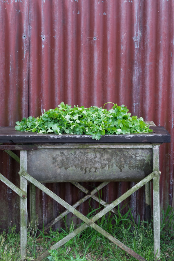 Gardening How To Successfully Grow Coriander