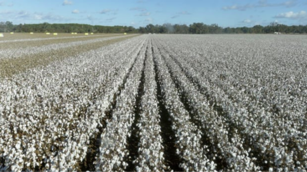 Cotton farmers put water entitlements on the market