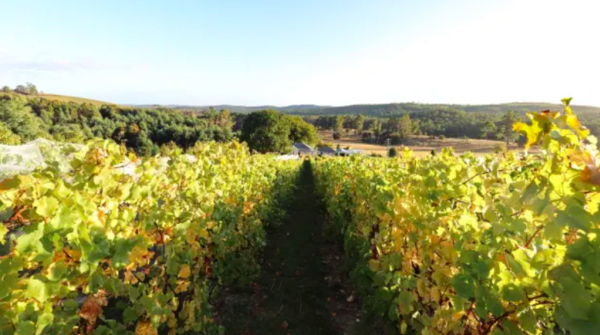 Vineyard values have