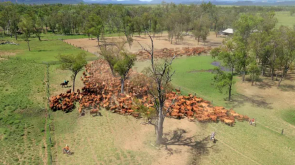 Rural Funds shares rebound after short seller rebuttal