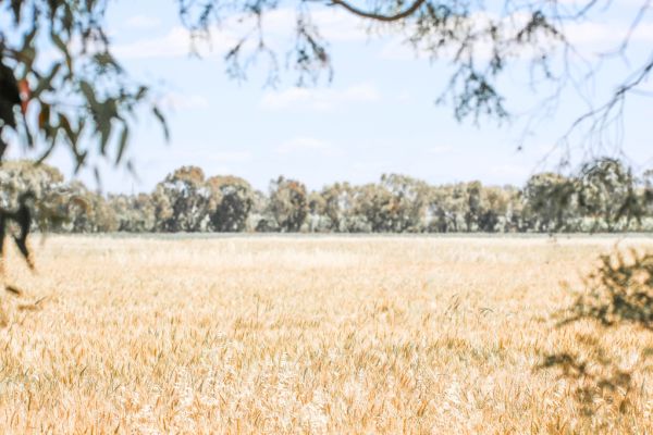 Rural returns bear up despite the drought