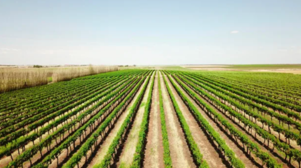 Laguna fund manager Tim McGavin lists big Riverland vineyard
