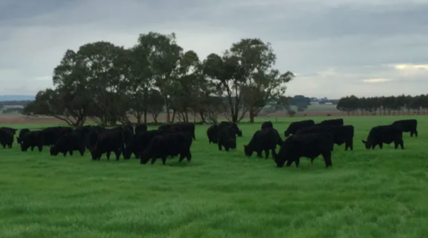 Local, offshore funds pounce on $50m of Chinese-owned farms