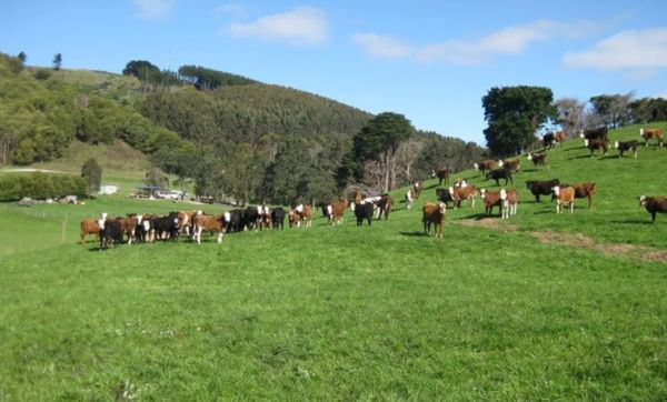 Rural property values to hold firm in pandemic year
