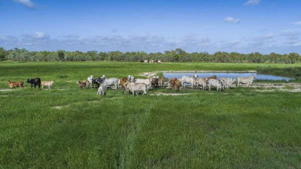 South African rich-lister scoops up NT cattle stations for $70m