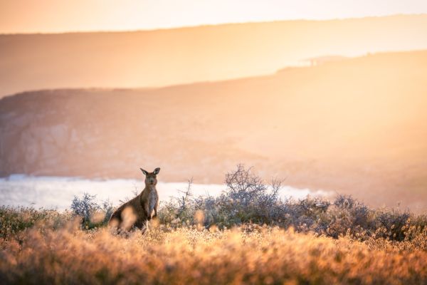 Kangaroo Island What To See And Where To Stay When You Visit