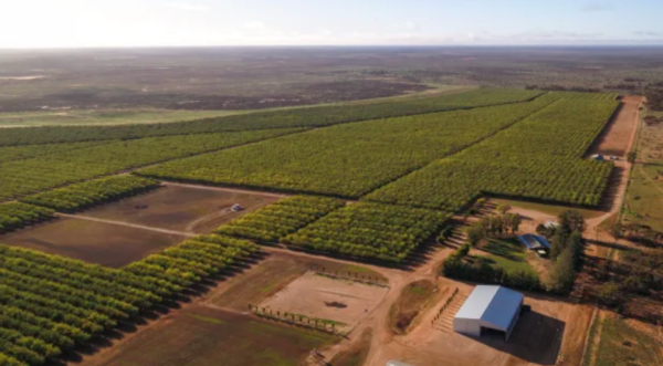 Offshore investors swoop on almond orchards