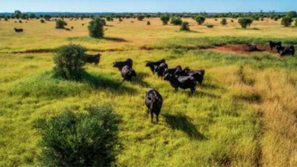Online auctions bring out rural buyers
