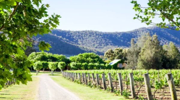 Hunter Valley vineyards fly out the door