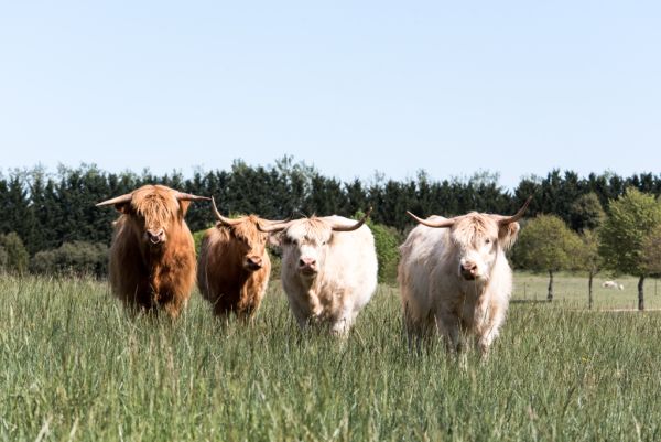Slow track for farmland prices: Rabobank