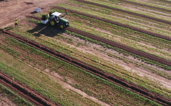 Rural Funds set huge target for macadamia growth