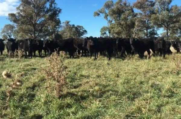 Kidder Williams boss beefs up in wagyu