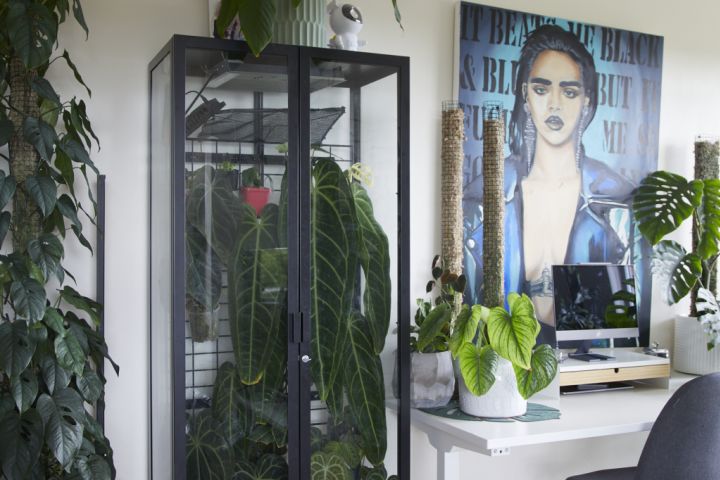 150 and counting: How this Sydney renter lives with his huge plant  collection