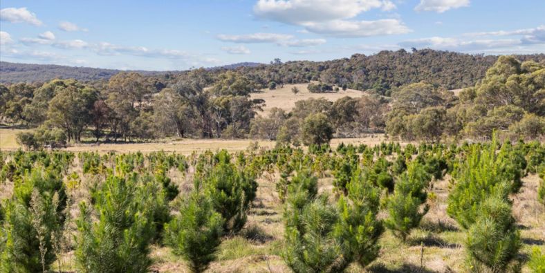 A Christmas tree farm has hit the market – and it’s just an hour