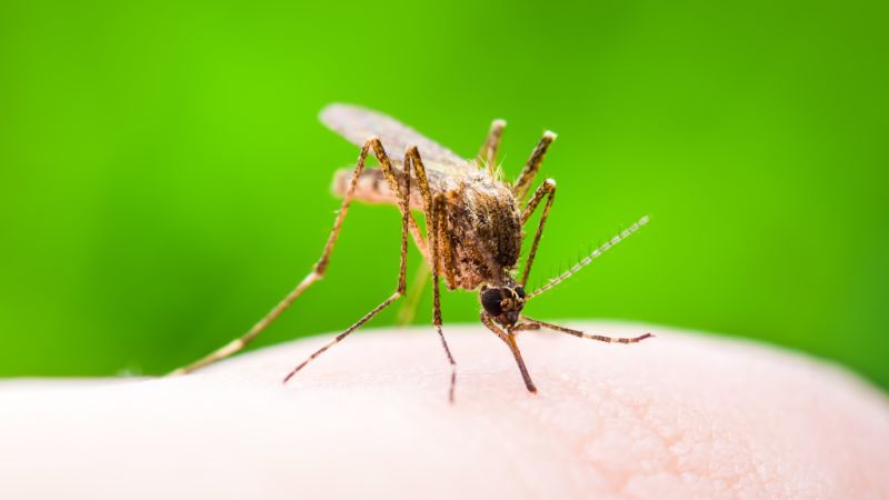 Nine ways to get rid of mosquitoes this summer