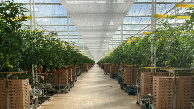 Roc Partners Offers $200m Veggie Glasshouse As Sale-and-leaseback