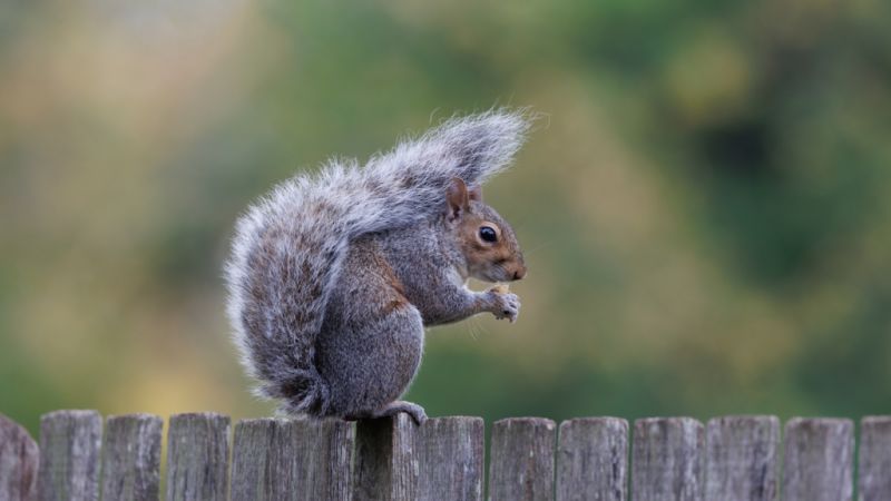 Woman fed up with scourge of squirrels in rental house