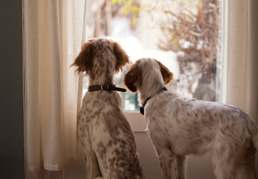 Very few rentals are pet friendly, prompting calls for change. Photo: iStock. Photo: undefined