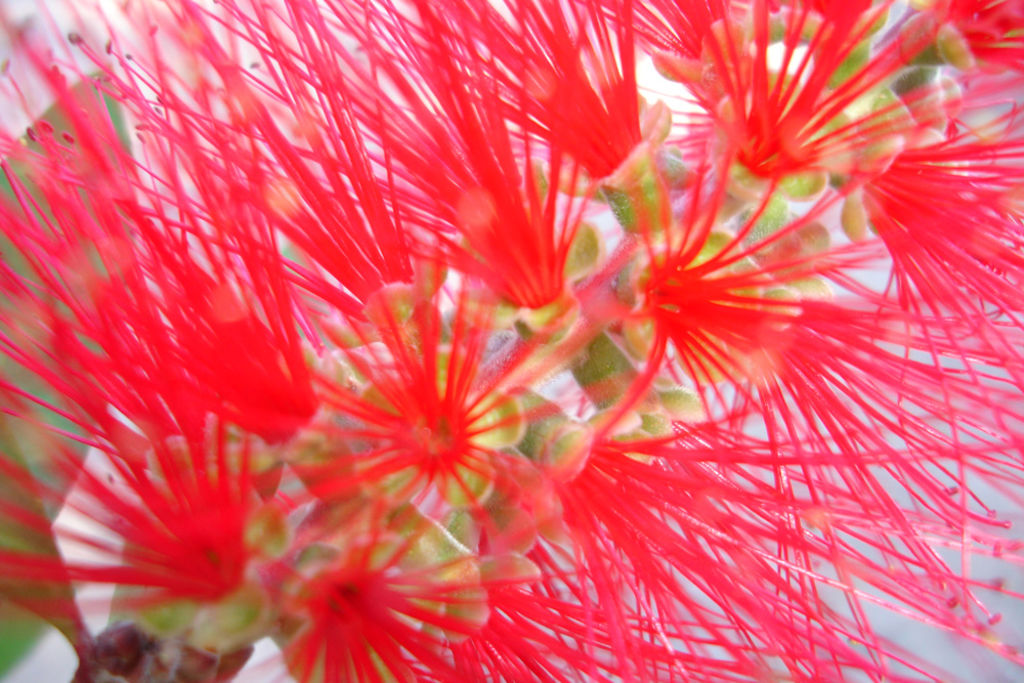 The Wattle plant. Photo: Austplant Photo: undefined