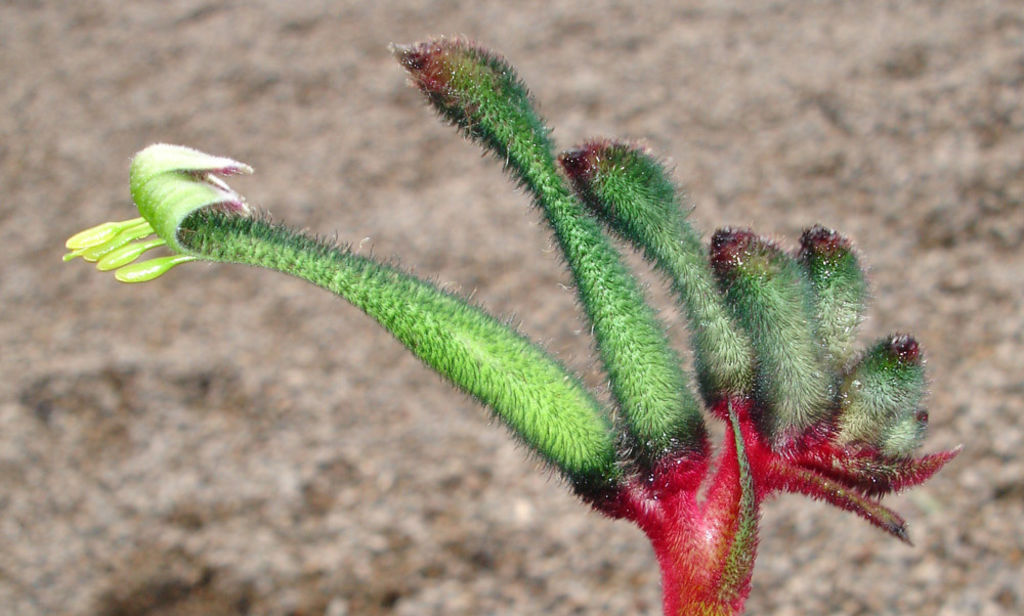 A Kangaroo Paw. Photo: Austplant